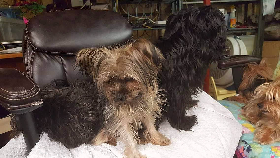 Toutoutwo joined the competition — help win amazing prizes! affenpinscher, australian_silky_terrier, bolonka, cairn_terrier, canidae, carnivore, catalan_sheepdog, companion_dog, dog, dog_breed, liver, mammal, rare_breed_dog, shih_tzu, skye_terrier, sporting_group, terrier, tibetan_terrier, vertebrate, yorkshire_terrier