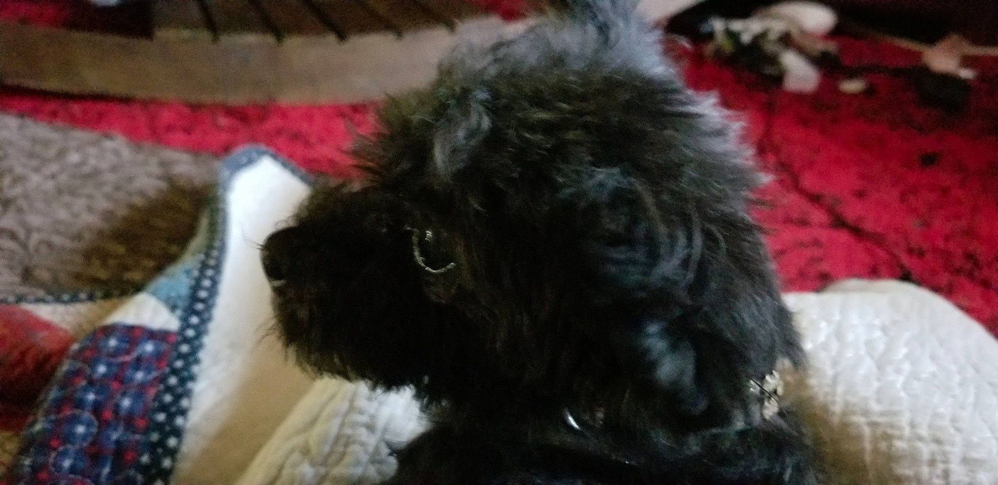 Snipsnap Yorkiepoo is registered to the contest to win money with this photo: