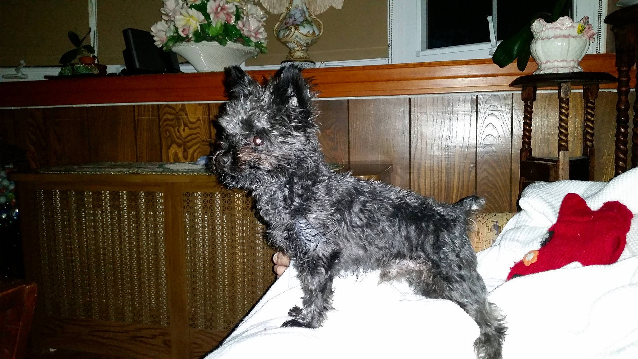 Snipsnap Yorkiepoo is registered to the contest to win money with this photo: