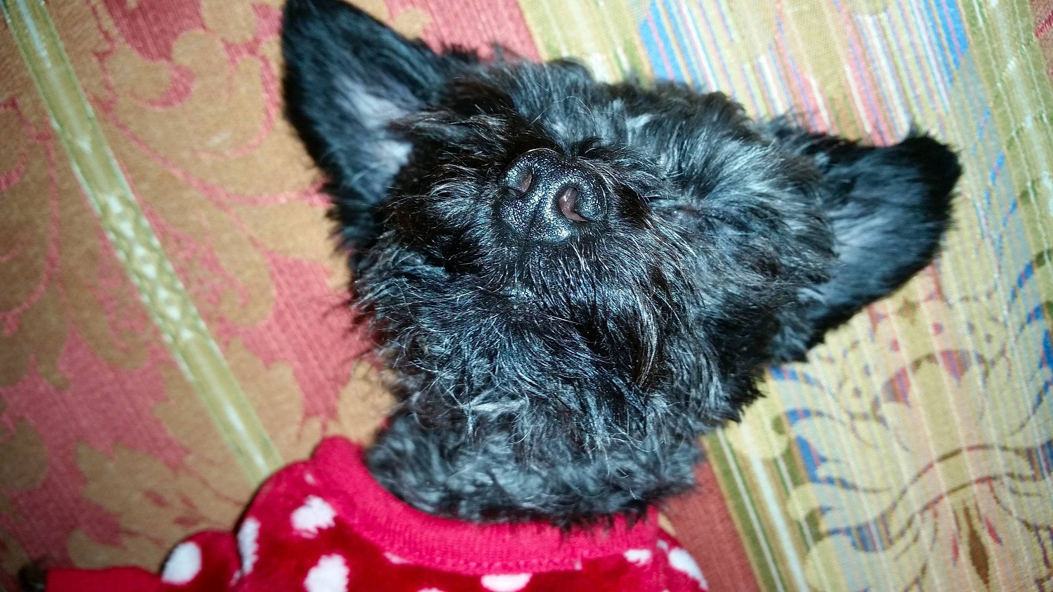 Snipsnap Yorkiepoo