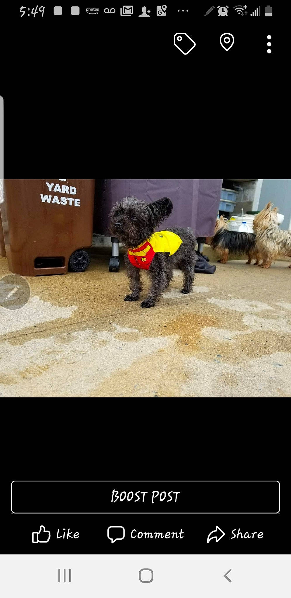 Ss Y-poo is registered to the contest to win money with this photo: