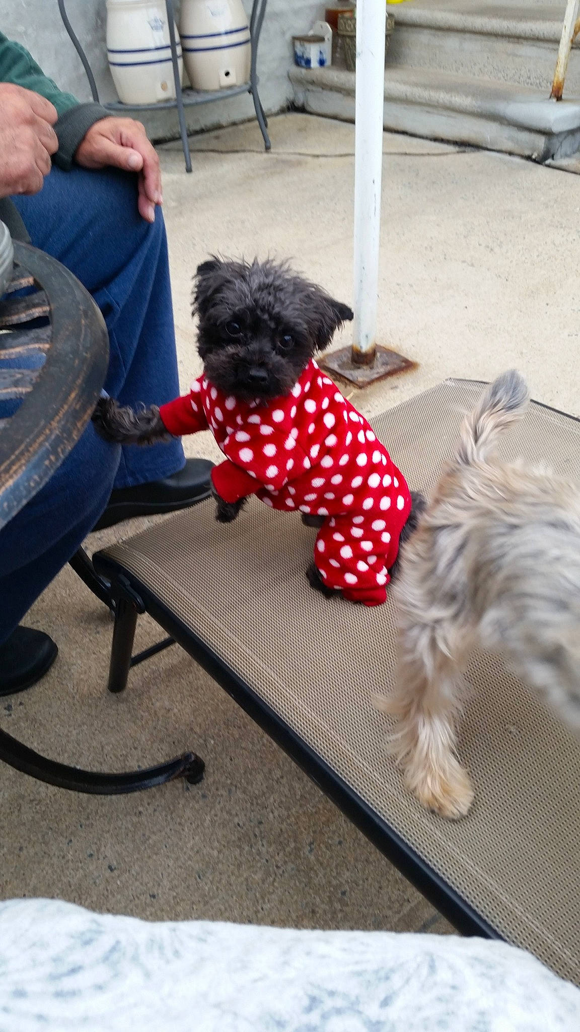 Ss Y-poo joined the competition — help win amazing prizes!