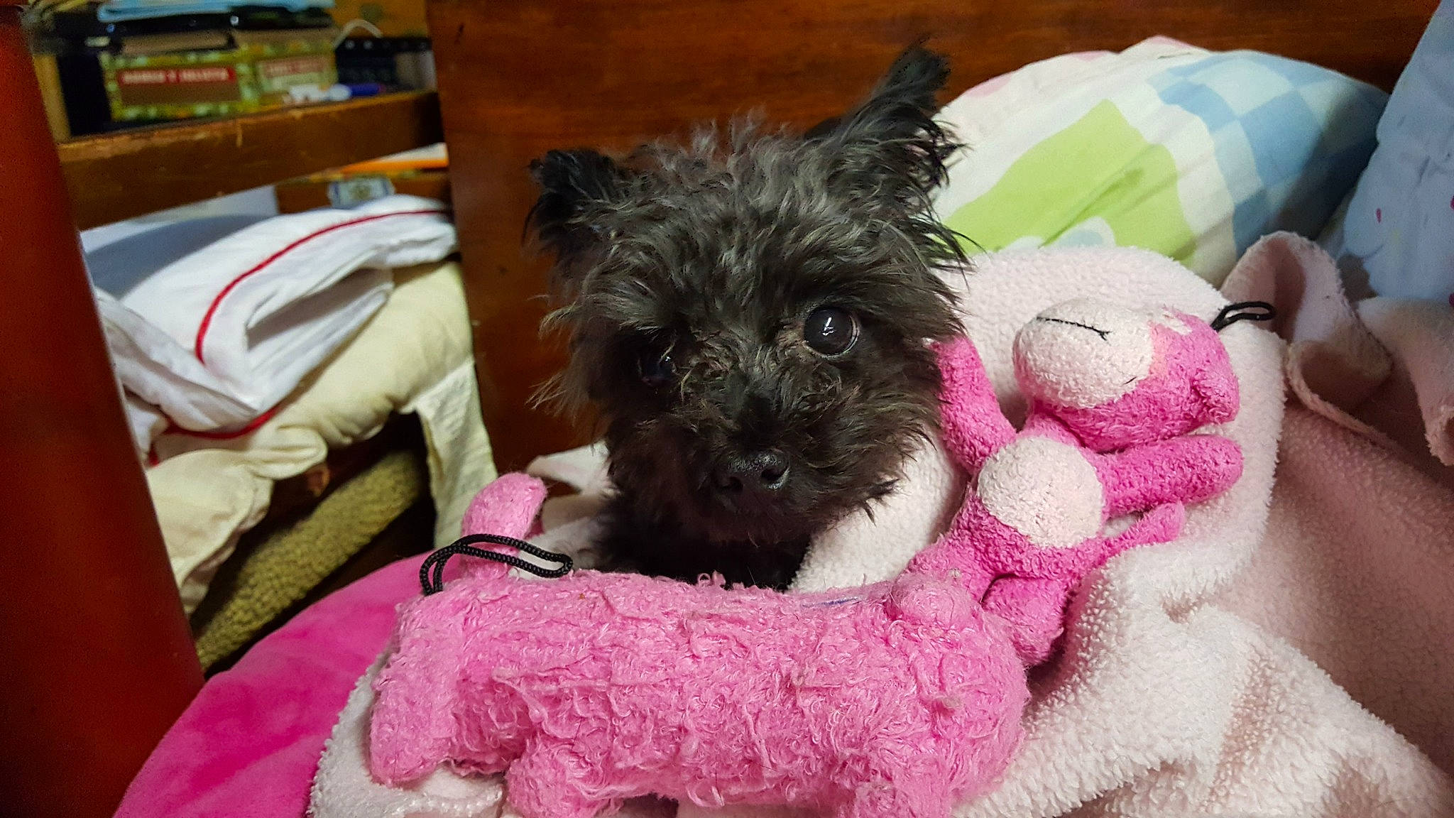 Ss Y-poo joined the competition — help win amazing prizes!