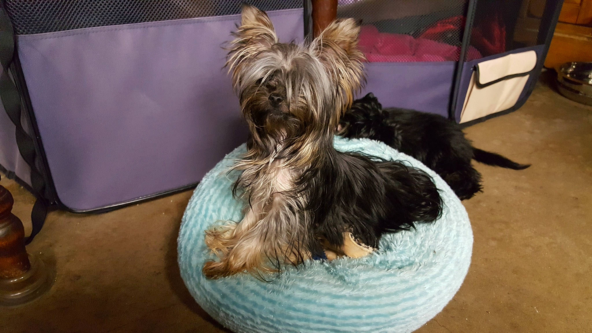 Toutoutwo is registered to the contest to win money with this photo: australian_silky_terrier, australian_terrier, biewer_terrier, cairn_terrier, canidae, carnivore, companion_dog, dog, dog_breed, glen_of_imaal_terrier, mammal, puppy, rare_breed_dog, scottish_terrier, skye_terrier, small_terrier, terrier, toy_dog, vertebrate, yorkshire_terrier