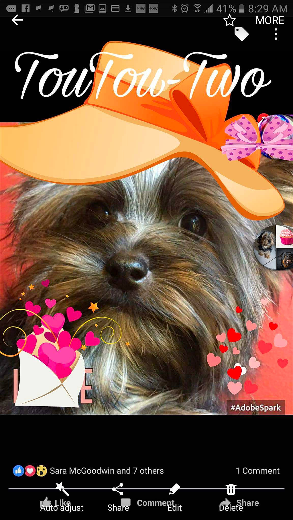 Toutoutwo joined the competition — help win amazing prizes! biewer_terrier, canidae, carnivore, chinese_imperial_dog, companion_dog, dog, dog_breed, morkie, photo_caption, puppy, puppy_love, rare_breed_dog, shih_tzu, small_terrier, terrier, toy_dog, yorkshire_terrier