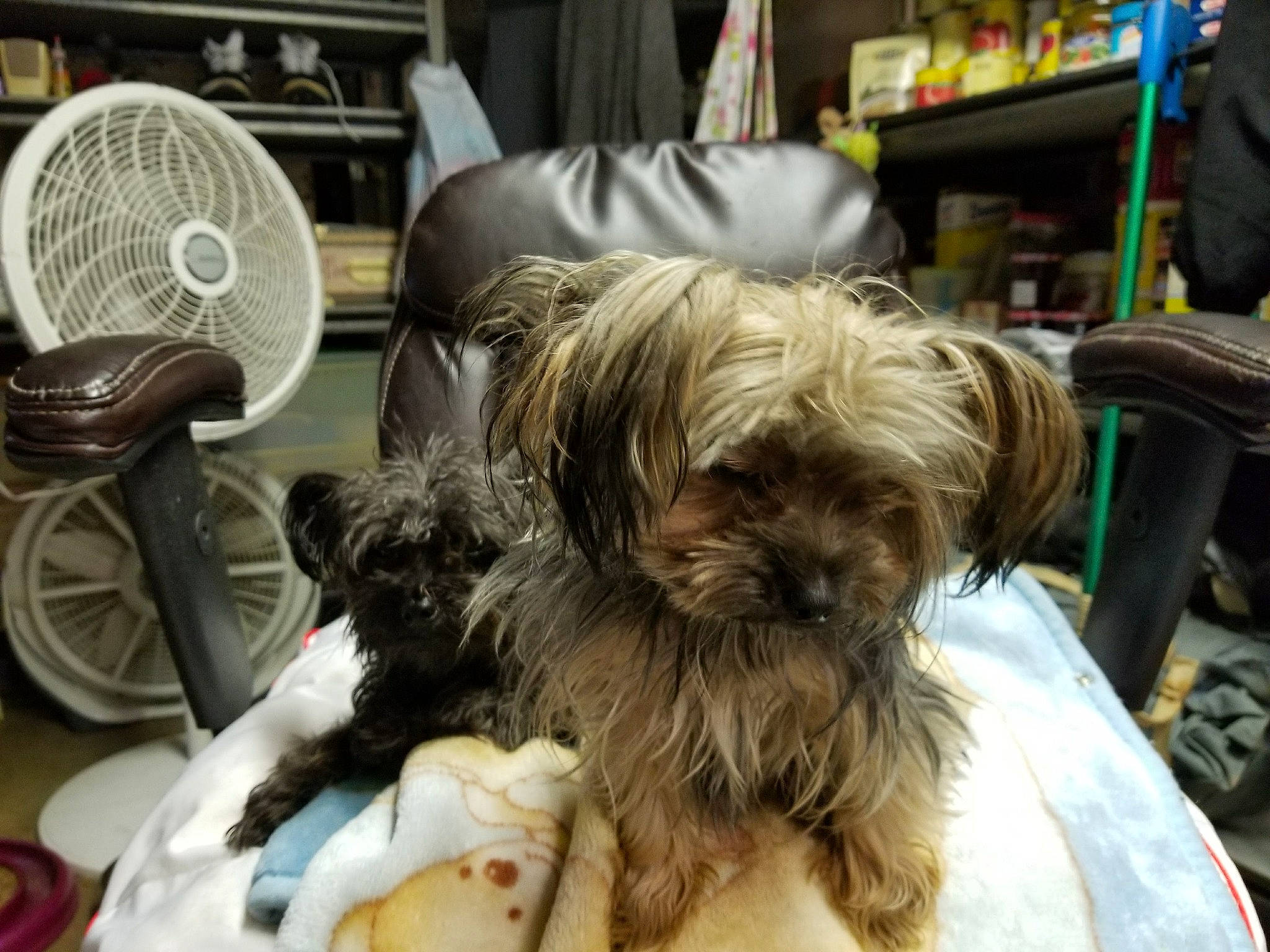 Toutoutwo joined the competition — help win amazing prizes! affenpinscher, bolonka, cairn_terrier, canidae, carnivore, chinese_imperial_dog, companion_dog, dog, dog_breed, mammal, morkie, puppy, schnoodle, shih_tzu, small_terrier, snout, terrier, tibetan_terrier, vertebrate, yorkshire_terrier