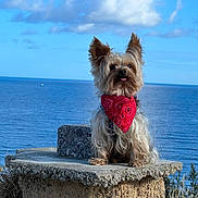 Nutella a rejoint le concours — aidez-le/la à gagner de superbes lots ! accessories, animal, beach, canine, coast, dog, face, headband, horizon, nature, outdoors, pet, puppy, rock, sea, shoreline, sky, terrier, water, waterfront