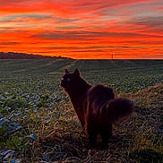 Haku a rejoint le concours — aidez-le/la à gagner de superbes lots ! cat, black_cat, animal, pet, feline, outdoors, field, farmland, crops, countryside, landscape, sunset, dramatic_sky, orange_sky, silhouette, frost, winter, grass, horizon, power_pylon