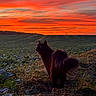 cat, black_cat, animal, pet, feline, outdoors, field, farmland, crops, countryside, landscape, sunset, dramatic_sky, orange_sky, silhouette, frost, winter, grass, horizon, power_pylon