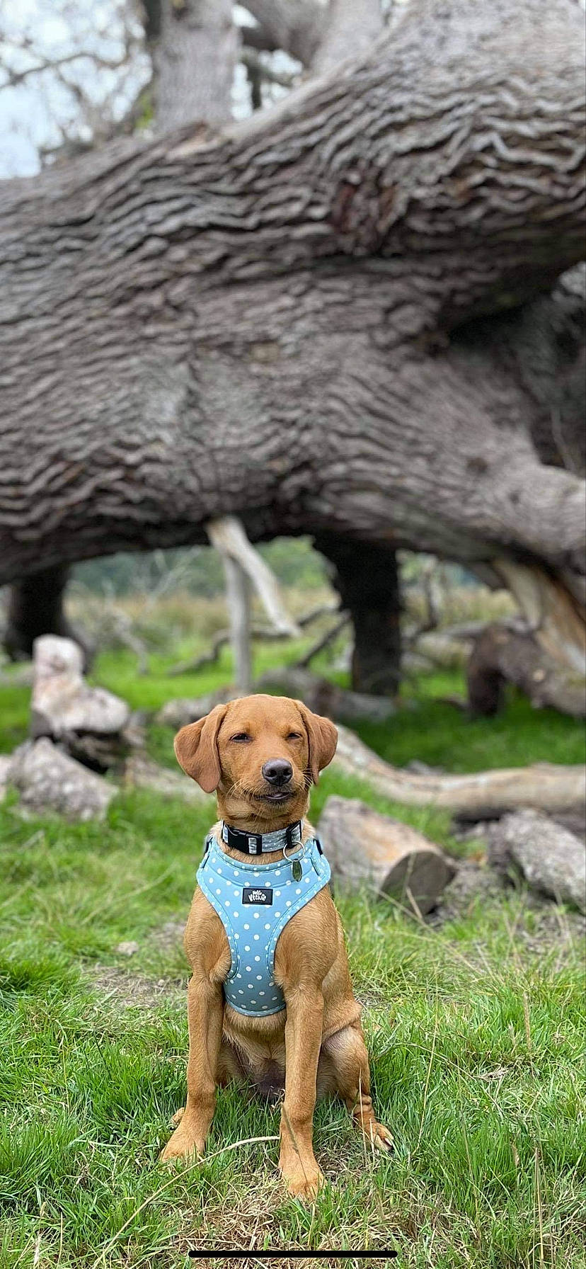 Honey joined the competition — help win amazing prizes! carnivore, collar, companion_dog, dog, dog_breed, dog_collar, dog_supply, grass, gun_dog, hound, liver, pet_supply, plant, sporting_group, tail, tree, trunk, vertebrate, wood, working_animal