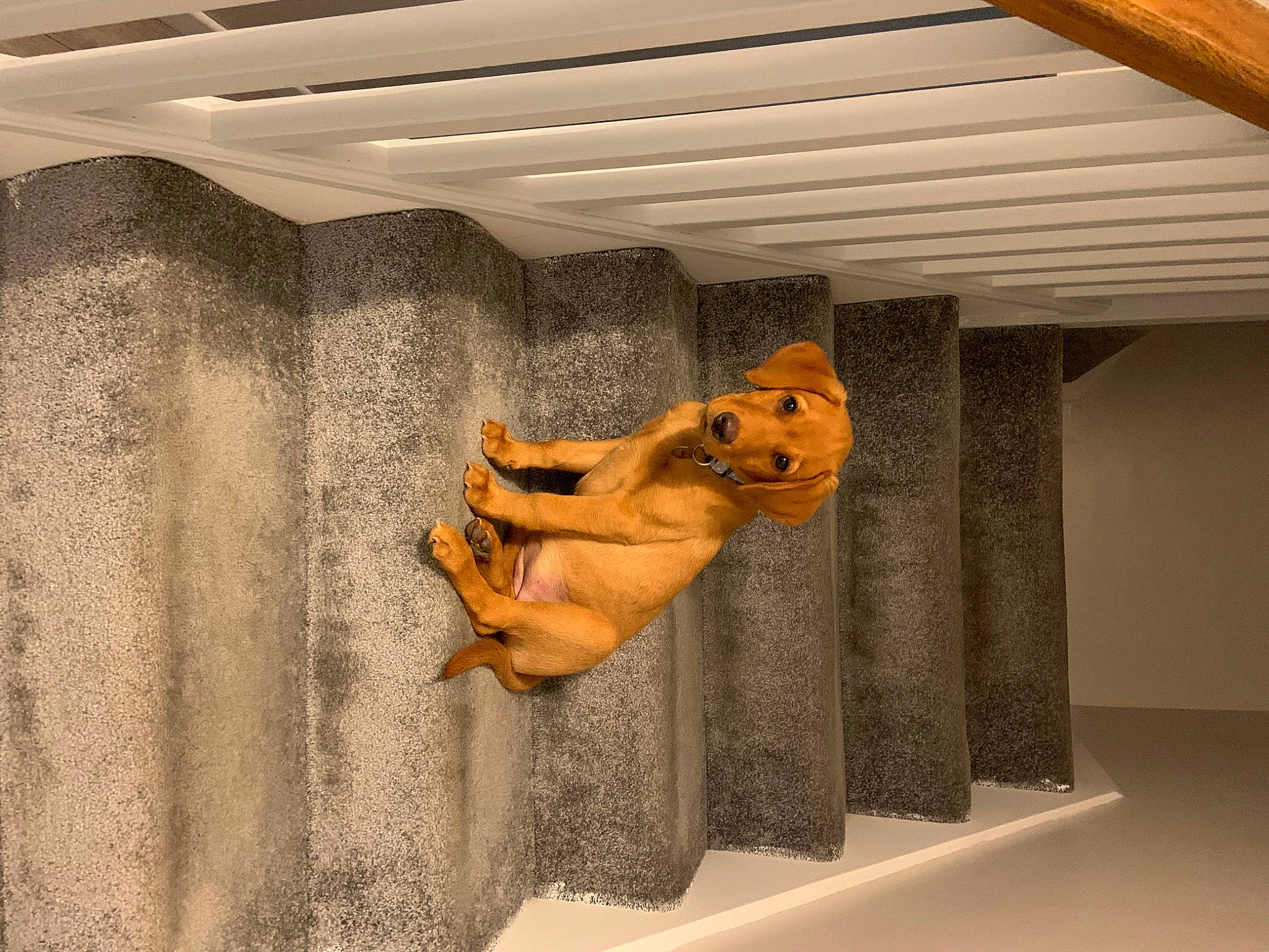 Honey joined the competition — help win amazing prizes! art, big_cats, building, canidae, carnivore, ceiling, dog_breed, fawn, felidae, flooring, hardwood, house, interior_design, room, snout, tail, tourist_attraction, toy, visual_arts, wood