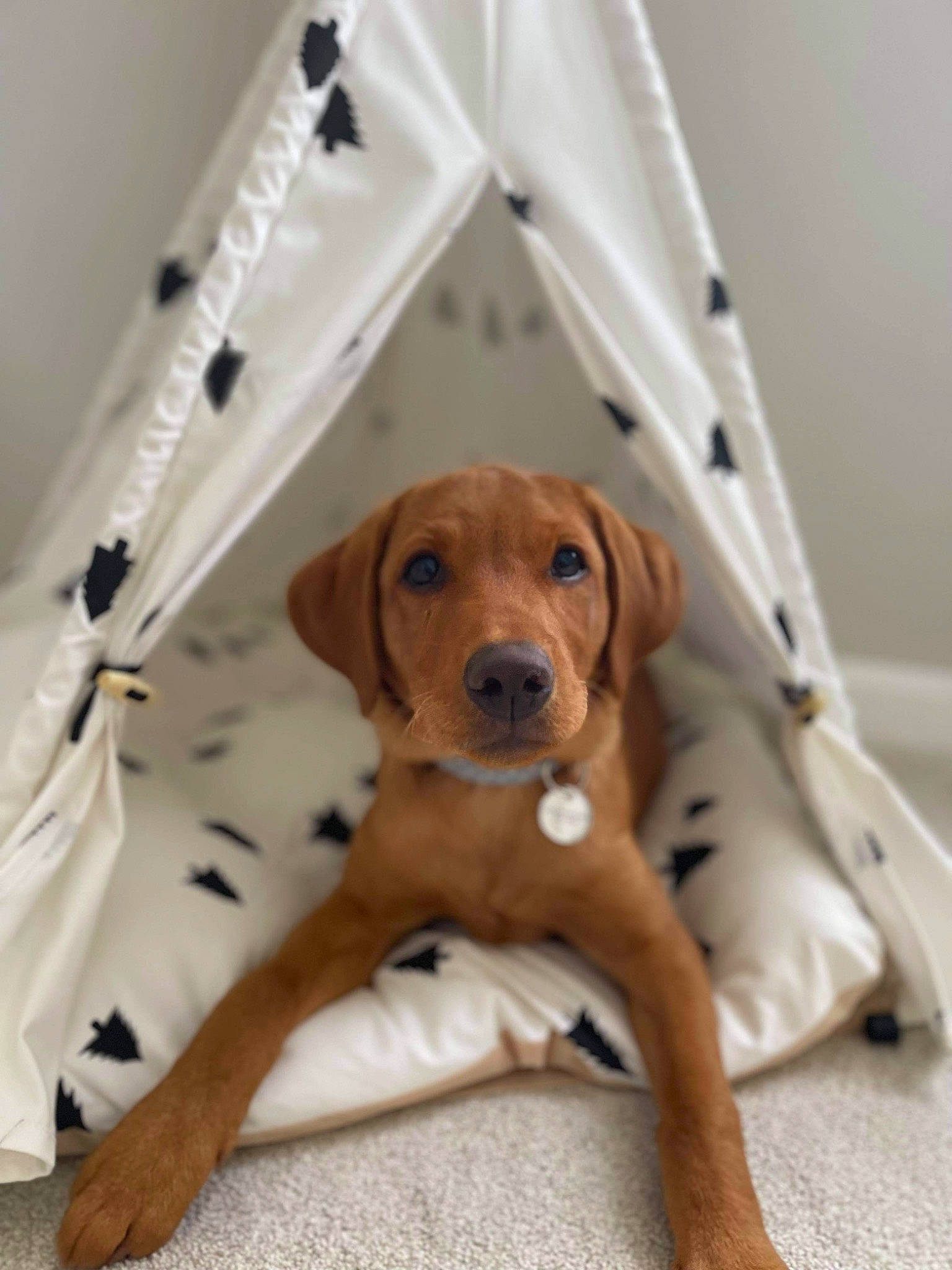 Honey is registered to the contest to win money with this photo: canidae, carnivore, comfort, companion_dog, dog, dog_breed, dog_supply, fawn, floor, flooring, hardwood, hound, liver, paw, pet_supply, snout, sporting_group, whiskers, wood, working_animal