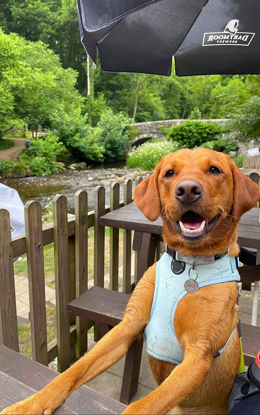 Honey is registered to the contest to win money with this photo: carnivore, collar, companion_dog, dog, dog_breed, dog_collar, dog_supply, fawn, fence, hound, leisure, liver, pet_supply, plant, snout, sporting_group, tree, umbrella, wood, working_animal