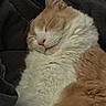 King joined the competition — help win amazing prizes! animal, blanket, cat, closeup, cozy, cute, fluffy, fur, indoors, mammal, nap, orange, peaceful, pet, relaxed, resting, sleeping, soft, whiskers, white