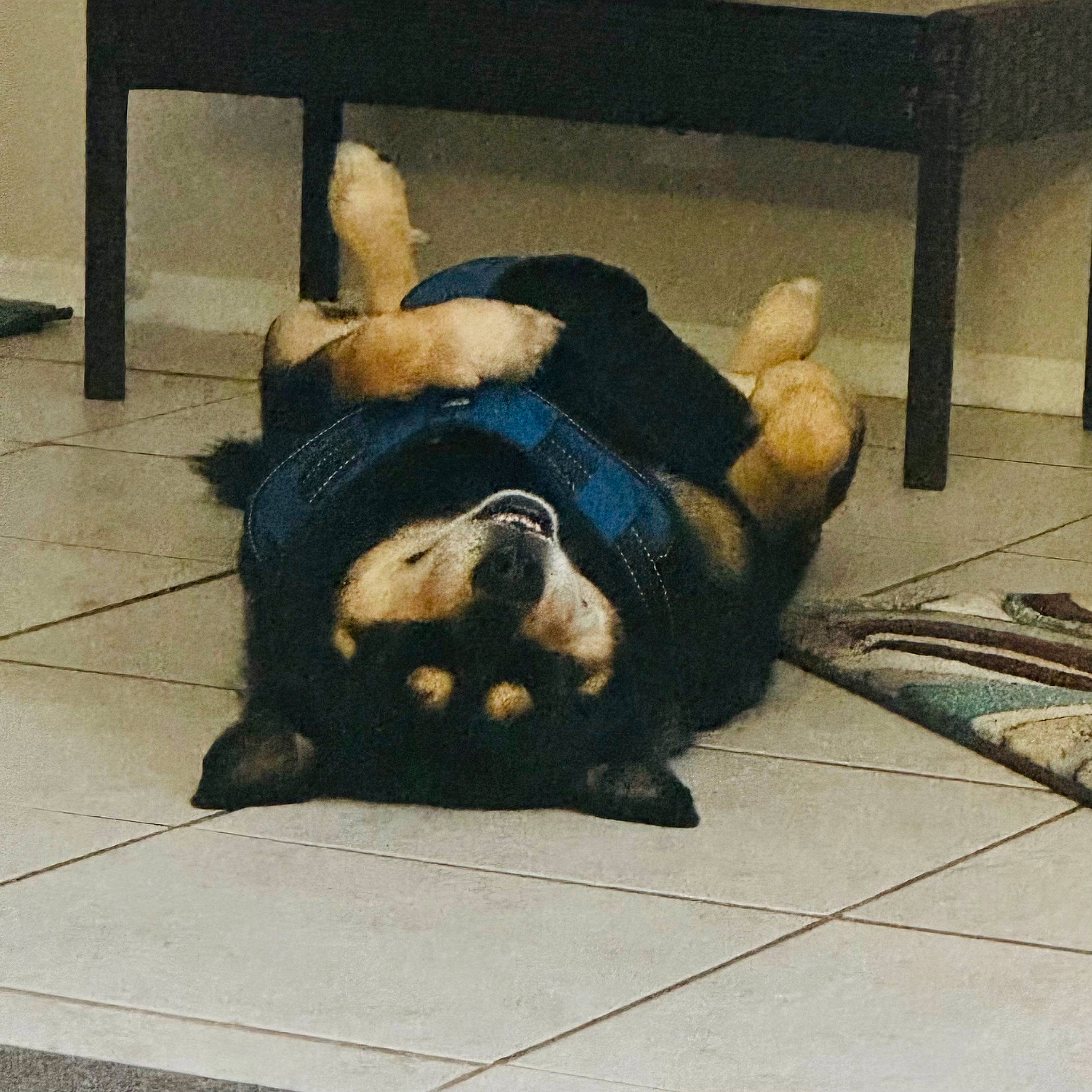 Gunnar is registered to the contest to win money with this photo: canidae, carnivore, comfort, companion_dog, dog, dog_breed, fawn, floor, flooring, foot, fur, human_body, human_leg, mammal, snout, sporting_group, tail, thigh, vertebrate, wood