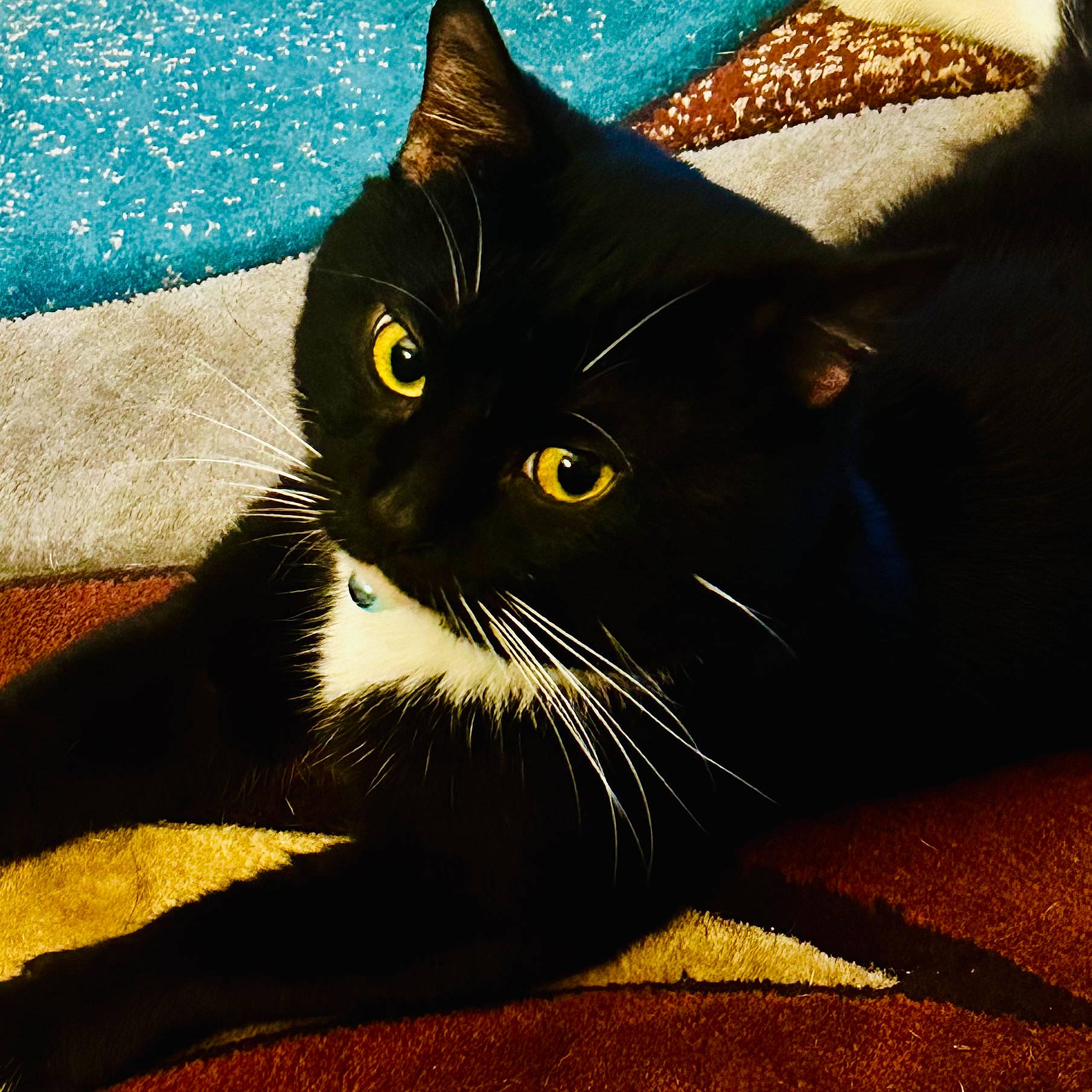 Zimba joined the competition — help win amazing prizes! black_cat, carnivore, cat, claw, comfort, domestic_short_haired_cat, electric_blue, felidae, foot, fur, paw, shadow, sitting, small_to_medium_sized_cats, snout, tail, terrestrial_animal, tints_and_shades, whiskers