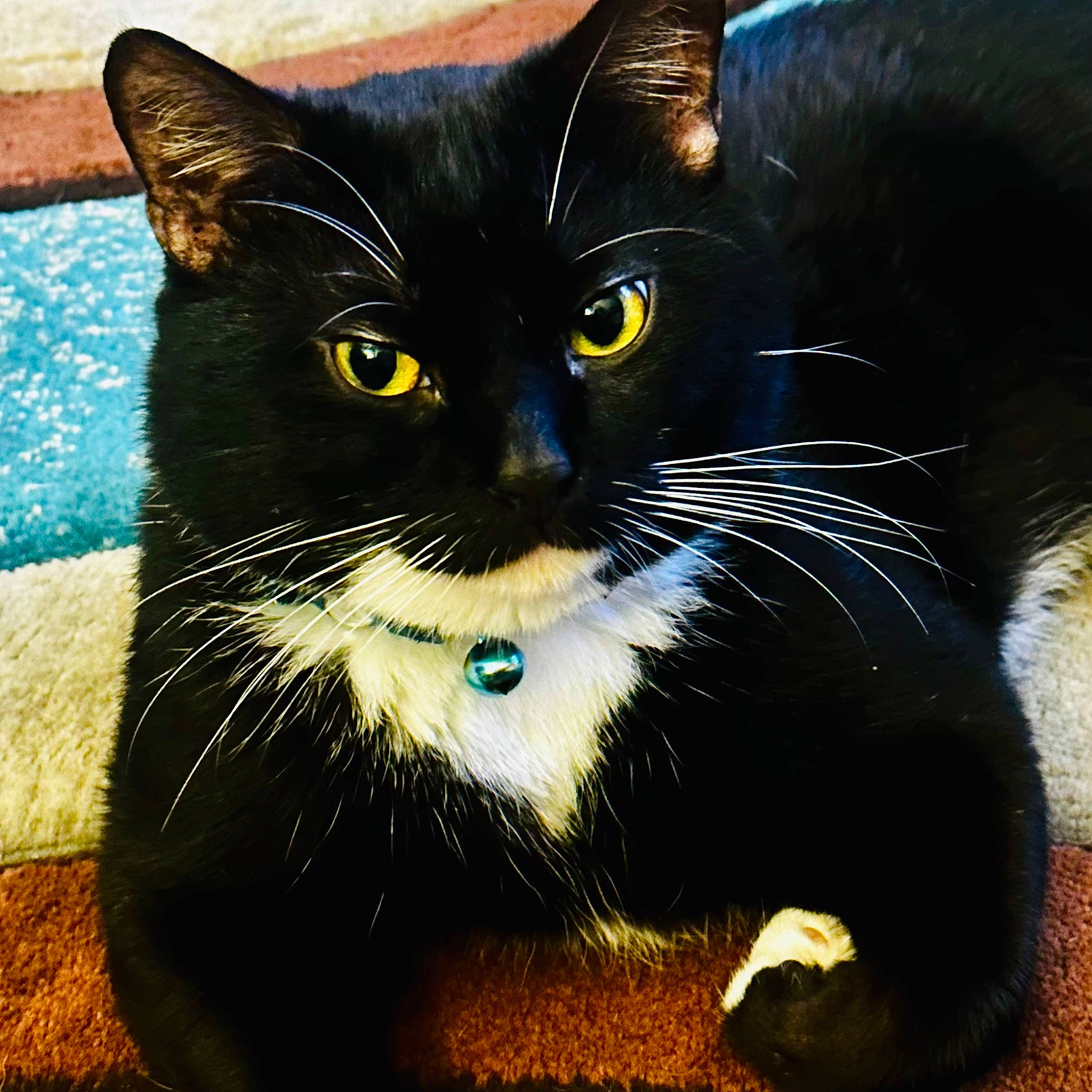 Zimba joined the competition — help win amazing prizes! black_cat, carnivore, cat, claw, domestic_short_haired_cat, electric_blue, felidae, fur, organism, paw, pet_supply, small_to_medium_sized_cats, snout, tail, terrestrial_animal, whiskers, window