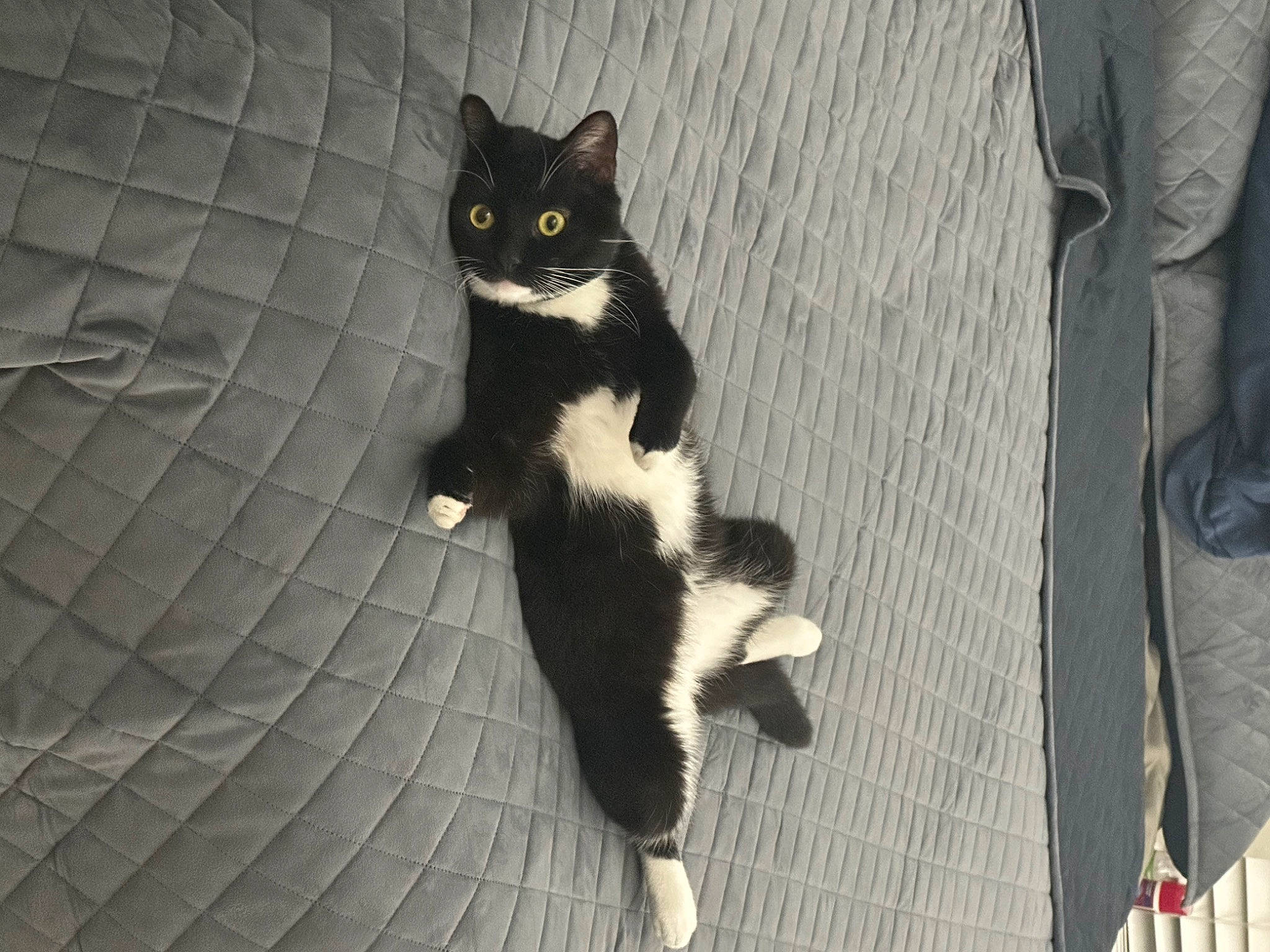 Zimba is registered to the contest to win money with this photo: black_cat, carnivore, cat, domestic_short_haired_cat, felidae, flooring, foot, formal_wear, fur, grey, human_leg, paw, shadow, sitting, small_to_medium_sized_cats, snout, suit, tail, thigh, whiskers