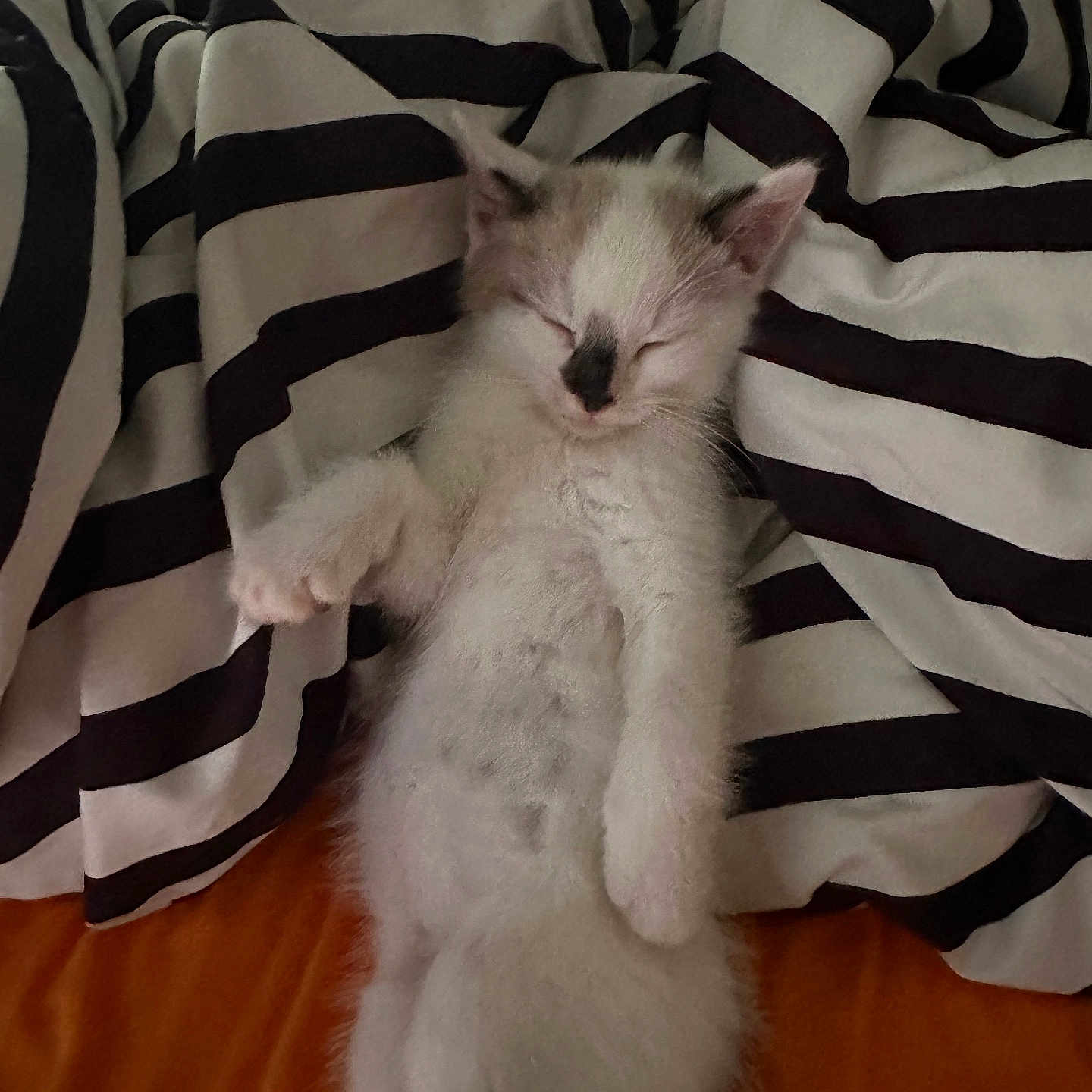 Delaware joined the competition — help win amazing prizes! angora, animal, bed, bedroom, blanket, canine, cat, couch, cushion, furniture, homedecor, indoors, kitten, manx, person, pet, quilt, room, siamese, sleeping