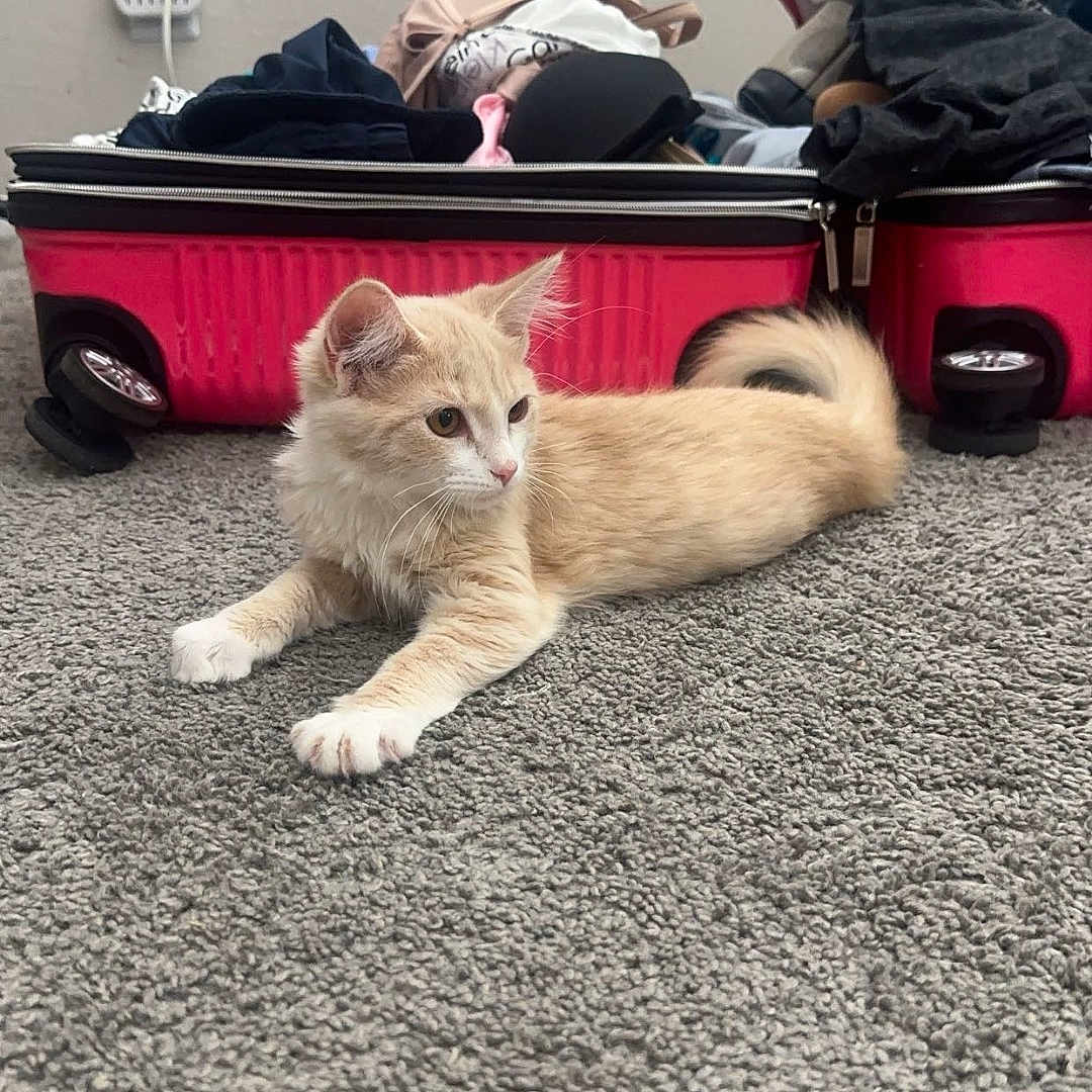 Duchess is registered to the contest to win money with this photo: animal, baggage, canine, cat, clothing, face, footwear, head, indoors, kitten, person, pet, photography, plant, portrait, pottedplant, shoe, sleeping, suitcase, transportation