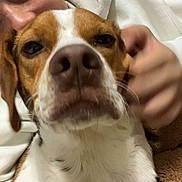 Trout is registered to the contest to win money with this photo: affection, animal, blurred, brown, close_up, companion, cozy, cute, dog, ears, face, friendship, fur, hand, indoor, person, pet, portrait, snout, white