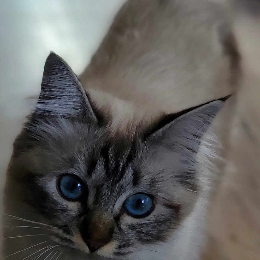Yumi participe au concours pour gagner de l'argent avec cette photo : animal, blue_eyes, cat, close_up, curious, domestic_cat, ears, face, feline, fluffy, fur, indoor, looking_up, mammal, pet, portrait, soft_light, standing, whiskers, wooden_floor