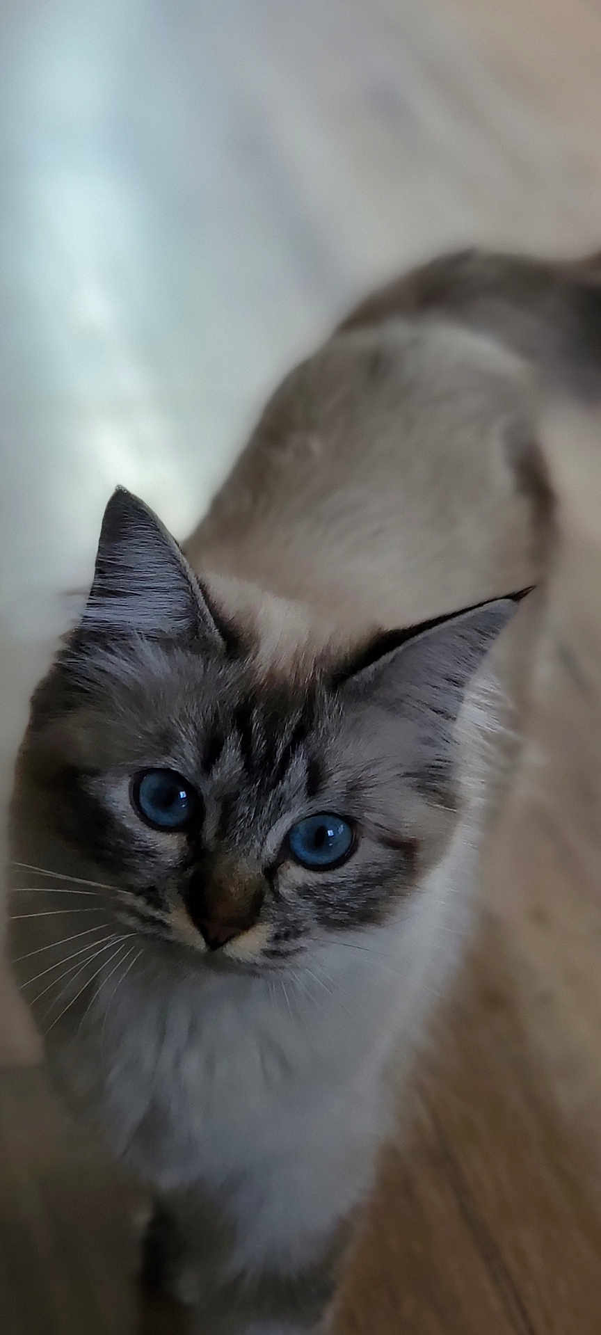 Yumi participe au concours pour gagner de l'argent avec cette photo : cat, blue_eyes, fluffy, pet, animal, indoor, wooden_floor, close_up, curious, feline, whiskers, ears, face, fur, looking_up, domestic_cat, mammal, portrait, soft_light, standing