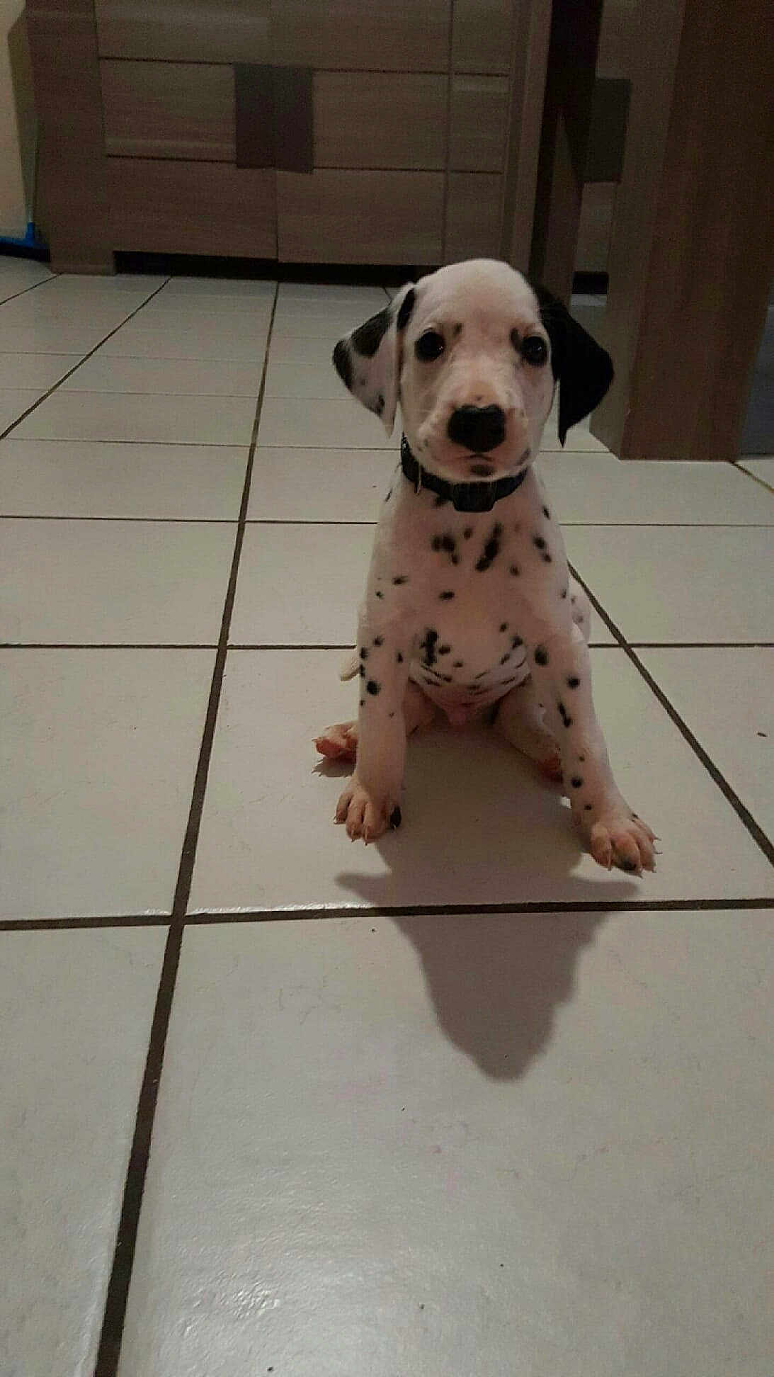 Oreo