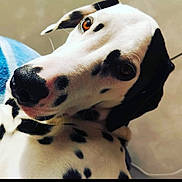 Oreo participe au concours pour gagner de l'argent avec cette photo : canidae, carnivore, dalmatian, dog, dog_breed, mammal, non_sporting_group, nose, photography, snout, sporting_group, vertebrate