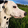 Oreo participe au concours pour gagner de l'argent avec cette photo : canidae, carnivore, dalmatian, dog, dog_breed, galgo_espanol, grass, greyhound, hortaya_borzaya, magyar_agar, mammal, mudhol_hound, non_sporting_group, polish_greyhound, rampur_greyhound, sighthound, sloughi, snout, vertebrate, whippet