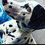 Oreo a rejoint le concours — aidez-le/la à gagner de superbes lots ! canidae, carnivore, companion_dog, dalmatian, dog, dog_breed, non_sporting_group, photography, snout
