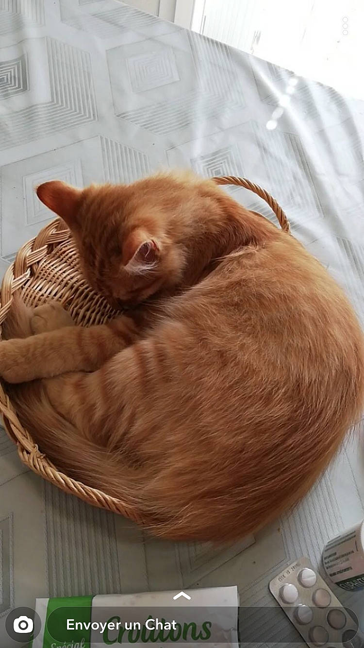 Simba participe au concours pour gagner de l'argent avec cette photo : carnivore, cat, fawn, felidae, fur, liver, nap, small_to_medium_sized_cats, whiskers