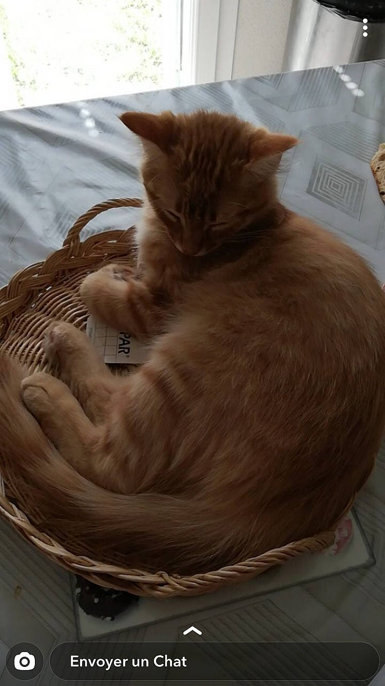 Simba a rejoint le concours — aidez-le/la à gagner de superbes lots ! asian, carnivore, cat, cat_bed, domestic_short_haired_cat, european_shorthair, fawn, felidae, fur, kitten, small_to_medium_sized_cats, somali, tabby_cat, whiskers