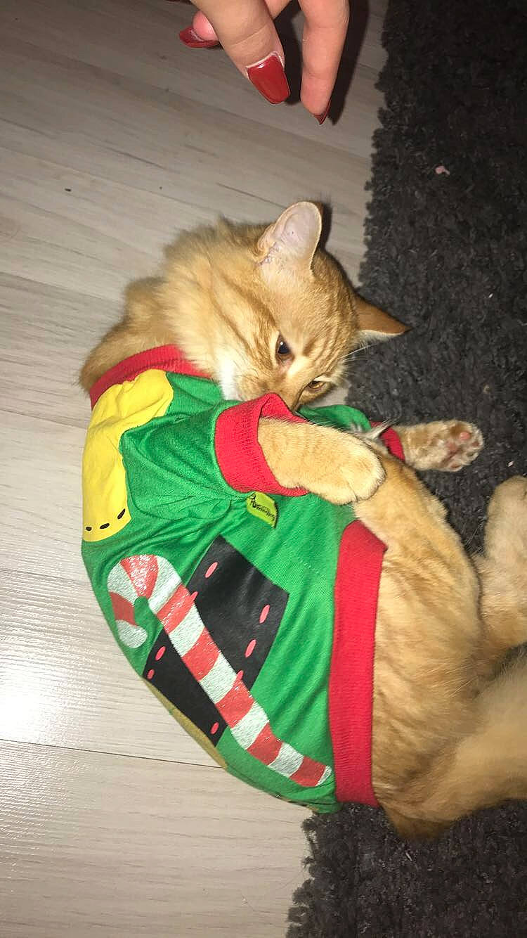 Simba a rejoint le concours — aidez-le/la à gagner de superbes lots ! carnivore, cat, european_shorthair, fawn, felidae, fur, german_rex, kitten, small_to_medium_sized_cats, tabby_cat, tail, whiskers