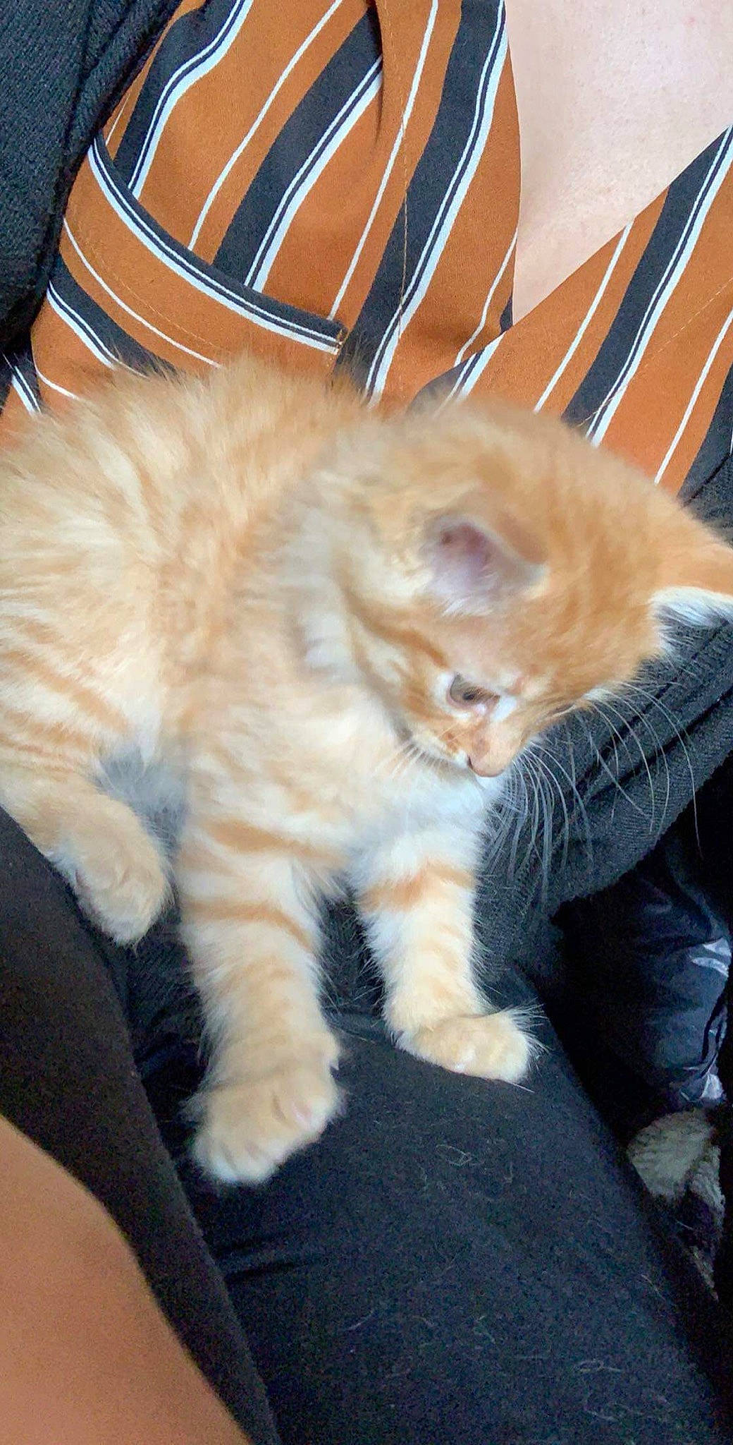 Simba a rejoint le concours — aidez-le/la à gagner de superbes lots ! asian, carnivore, cat, claw, cymric, fawn, felidae, fur, kitten, kurilian_bobtail, mammal, paw, polydactyl_cat, small_to_medium_sized_cats, tail, whiskers