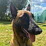 Taïa a rejoint le concours — aidez-le/la à gagner de superbes lots ! animal, background_blur, belgian_malinois, canine, closeup, daylight, dog, ears, grass, greenhouse, happy, muzzle, nature, outdoor, pet, portrait, summer, sunny, tongue_out, trees