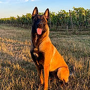 Taïa a rejoint le concours — aidez-le/la à gagner de superbes lots ! animal, canine, daylight, dog, ears_up, field, german_shepherd, grass, happy, nature, outdoor, pet, portrait, rural, sitting, sky, summer, sunlight, tongue_out, vineyard