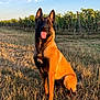 animal, canine, daylight, dog, ears_up, field, german_shepherd, grass, happy, nature, outdoor, pet, portrait, rural, sitting, sky, summer, sunlight, tongue_out, vineyard