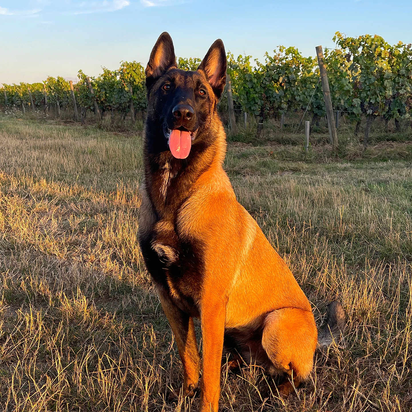 Taïa a rejoint le concours — aidez-le/la à gagner de superbes lots ! animal, canine, daylight, dog, ears_up, field, german_shepherd, grass, happy, nature, outdoor, pet, portrait, rural, sitting, sky, summer, sunlight, tongue_out, vineyard