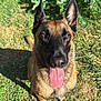 alert, animal, belgian_malinois, brown_coat, canine, close_up, dog, ears_up, friendly, grass, happy, leafy_background, muzzle, nature, outdoor, pet, sitting, summer, sunlight, tongue_out
