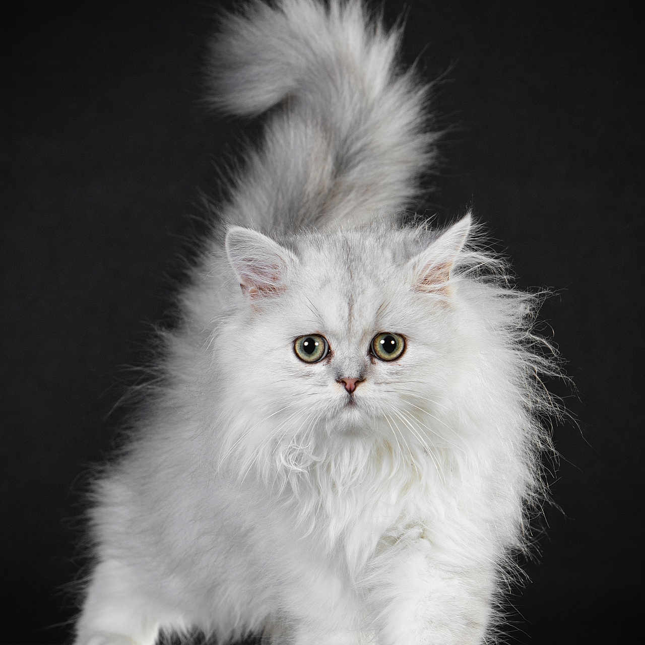 Willow participe au concours pour gagner de l'argent avec cette photo : abyssinian, angora, animal, cat, kitten, manx, pet, siamese