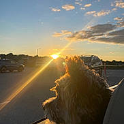 Lovey Leigh joined the competition — help win amazing prizes! animal, calm, car, clouds, dog, evening, fur, nature, outdoor, parking_lot, pet, reflection, road, scenic, sky, sunlight, sunset, travel, vehicle, window