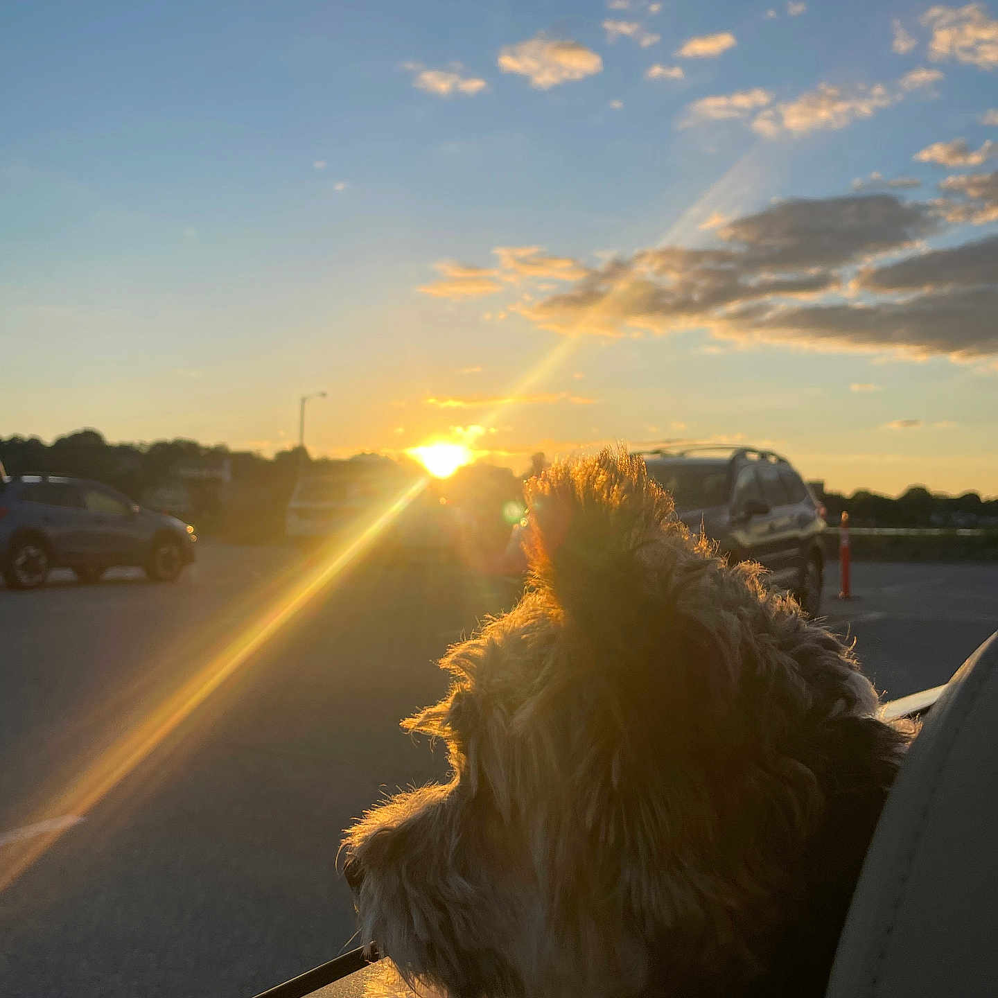 Lovey Leigh joined the competition — help win amazing prizes! animal, calm, car, clouds, dog, evening, fur, nature, outdoor, parking_lot, pet, reflection, road, scenic, sky, sunlight, sunset, travel, vehicle, window