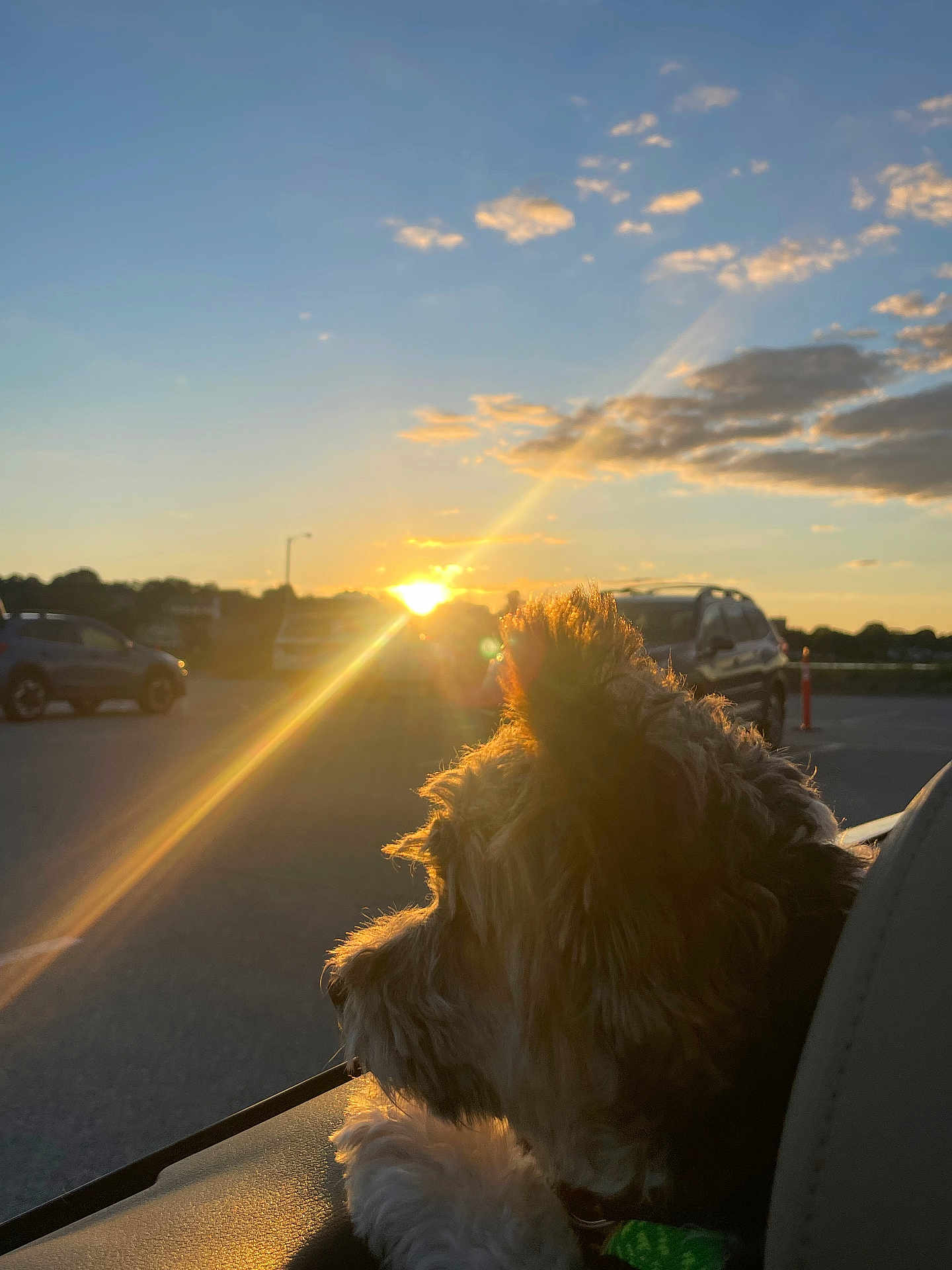 Lovey Leigh joined the competition — help win amazing prizes! animal, calm, car, clouds, dog, evening, fur, nature, outdoor, parking_lot, pet, reflection, road, scenic, sky, sunlight, sunset, travel, vehicle, window