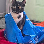 Mimi is registered to the contest to win money with this photo: cat, calico_cat, blue_bag, plastic_container, indoor, curious, pet, animal, feline, container, colorful, red, blue, white, black, door, handle, playful, sitting, domestic