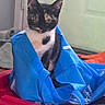 cat, calico_cat, blue_bag, plastic_container, indoor, curious, pet, animal, feline, container, colorful, red, blue, white, black, door, handle, playful, sitting, domestic