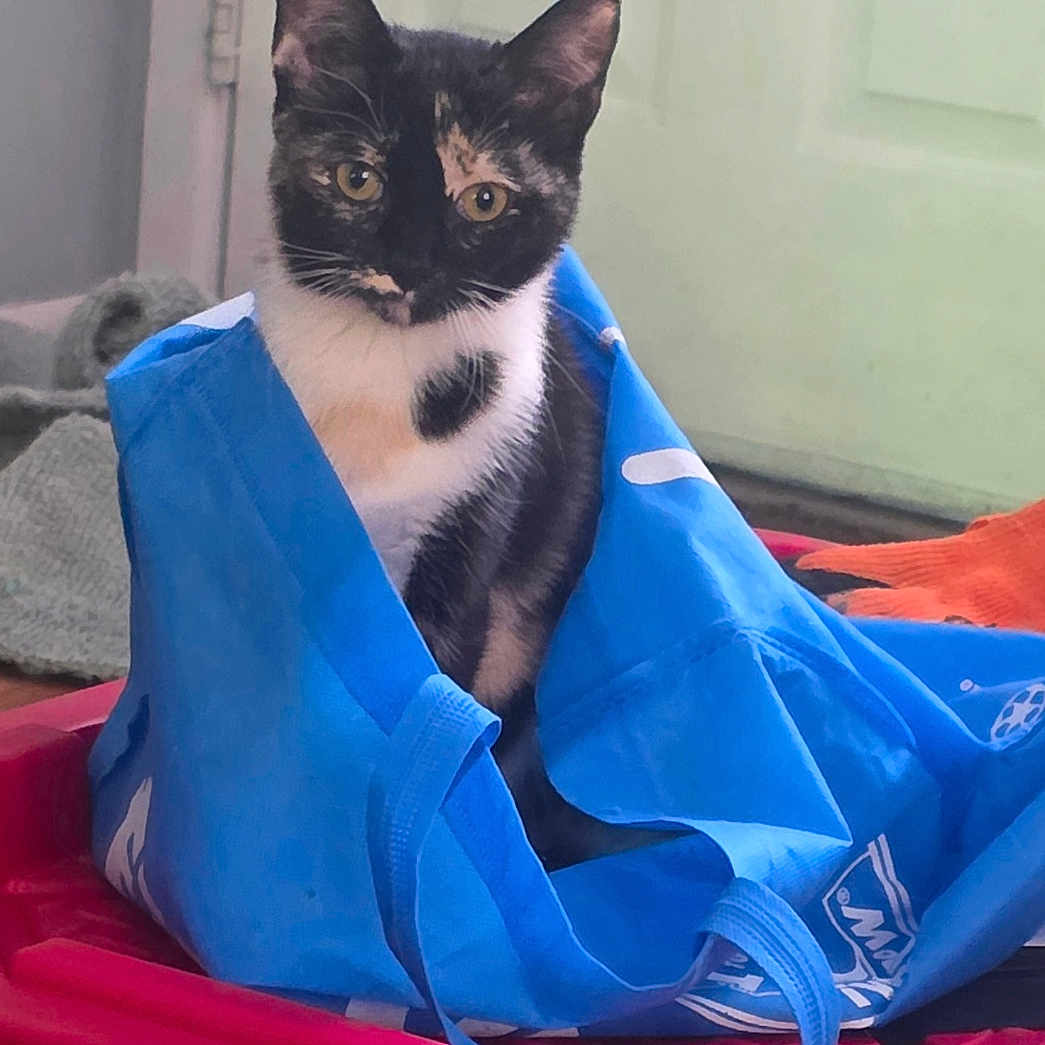 Mimi