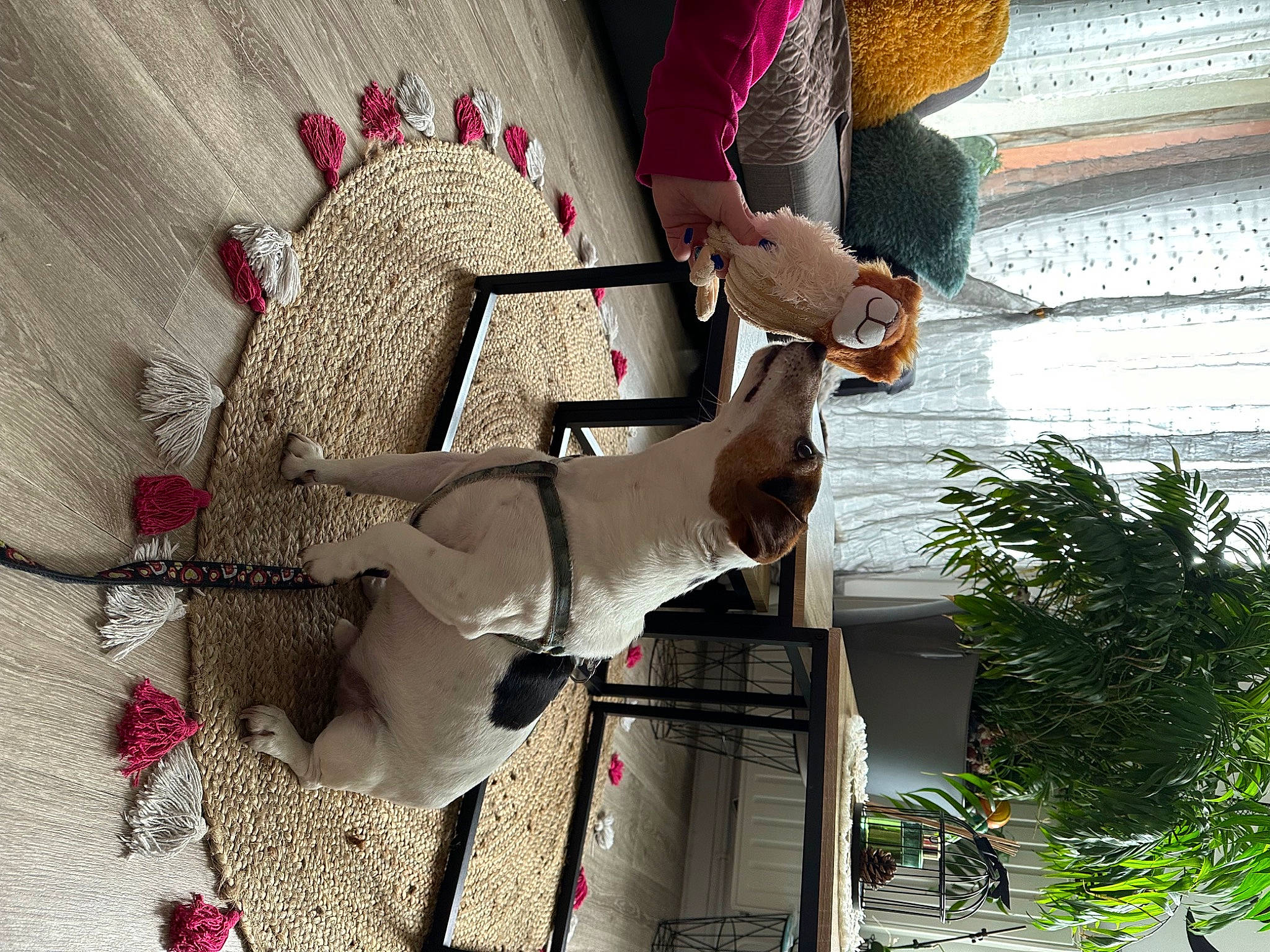 Jack participe au concours pour gagner de l'argent avec cette photo : art, carmine, chair, elbow, fashion_design, floral_design, flowerpot, houseplant, human_leg, plant, room, tradition, tree, visual_arts, waist, window, wood