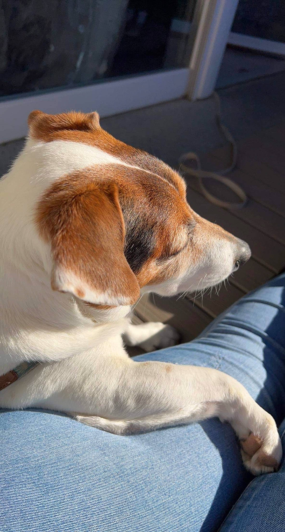 Jack a rejoint le concours — aidez-le/la à gagner de superbes lots ! canidae, carnivore, collar, comfort, companion_dog, dog, dog_breed, fawn, fur, paw, scent_hound, service, sporting_group, whiskers