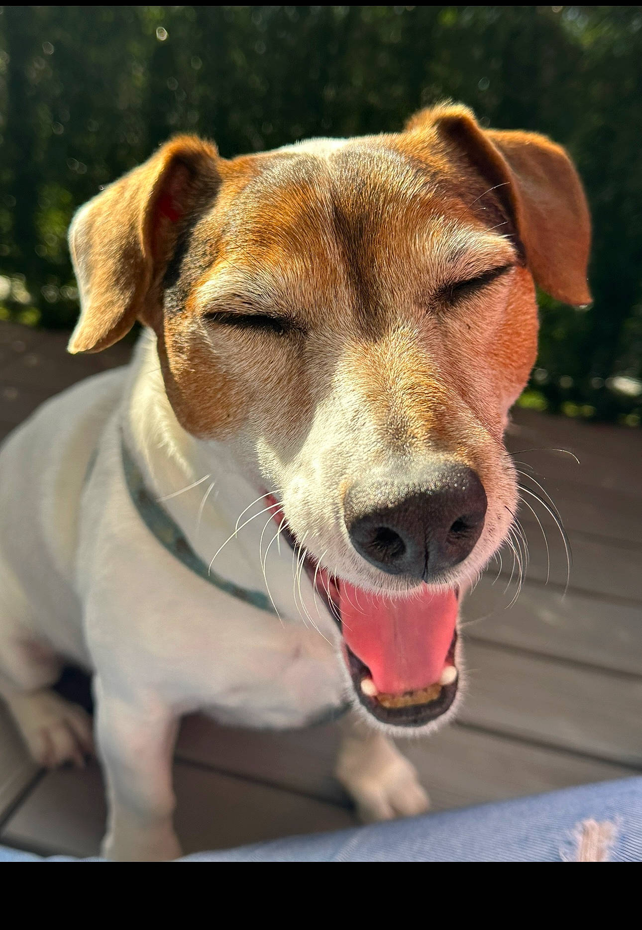 Jack a rejoint le concours — aidez-le/la à gagner de superbes lots ! ancient_dog_breeds, canidae, carnivore, collar, companion_dog, dog, dog_breed, dog_collar, ear, eye, fawn, fur, leash, pet_supply, photo_caption, snout, sporting_group, terrestrial_animal, whiskers, working_animal